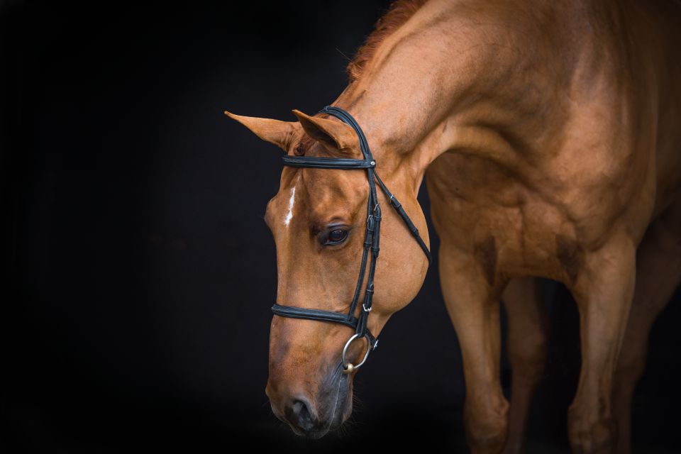 【CSR】 Red Hare, Unrivaled Stallion - EVP Red Hare, Unrivaled Stallion - Abyssal Heaven - Grand